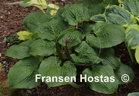 Hosta Celtic Bouquet